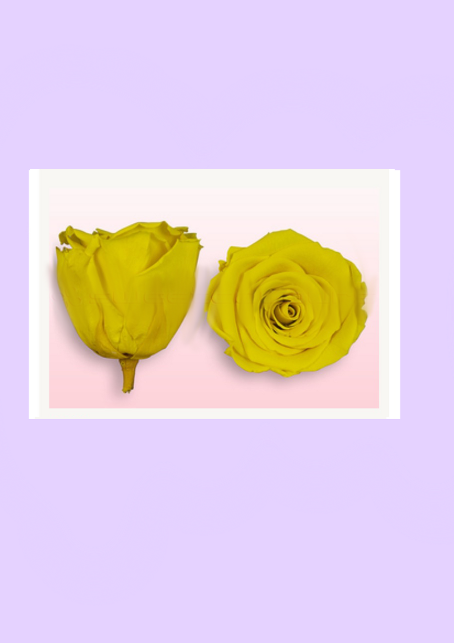 Fresh rose gajhre
